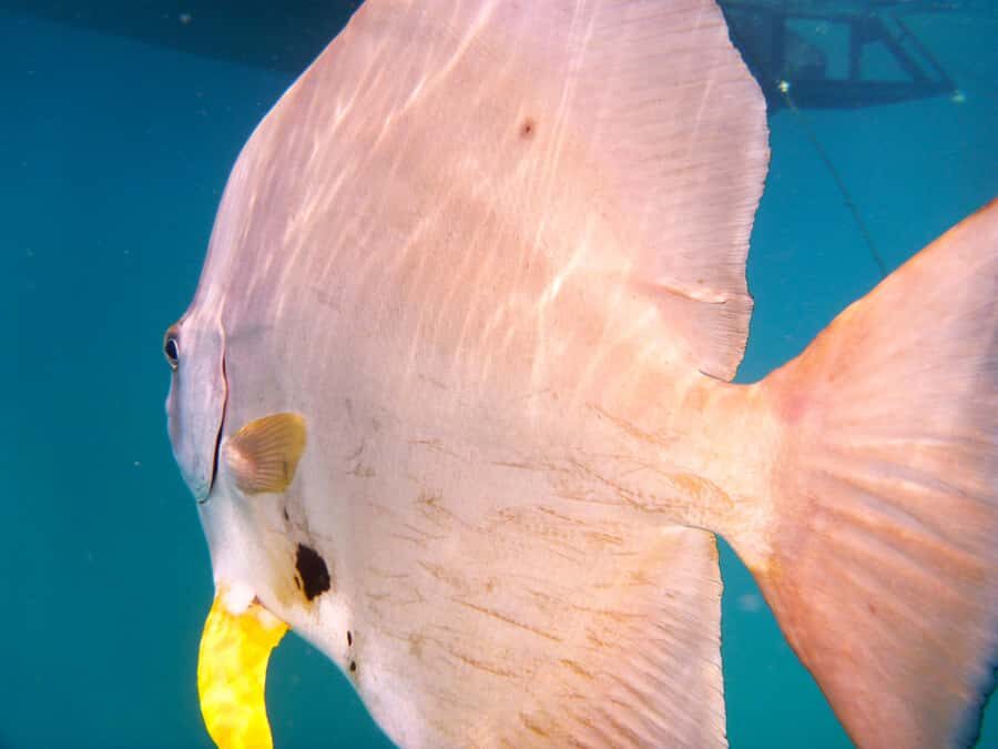 Port Douglas: Low Isles Reef Snorkeling Tour - Authentic Experiences and Practical Details