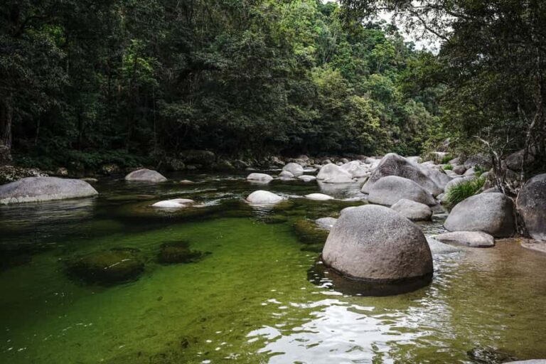 Port Douglas: Morning Daintree Tour w/ Wildlife Cruise - What to Expect in Practice
