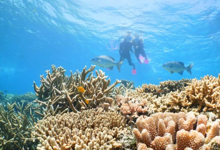 Port Douglas: Quicksilver Outer Barrier Reef Full-Day Cruise - The Itinerary Breakdown