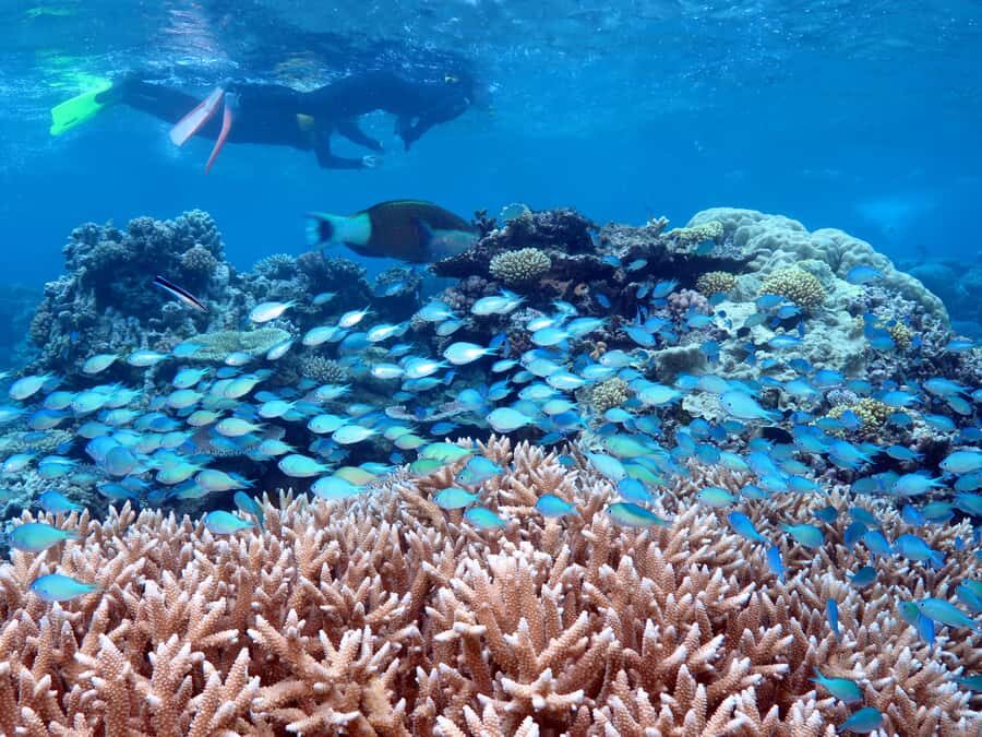 Port Douglas: Silversonic Great Barrier Reef Dive & Snorkel - Visiting Three Unique Reef Sites