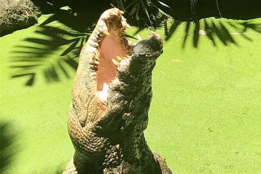 Port Douglas: Wildlife Habitat Croc Feed Experience & Entry - What to Expect Before and During the Experience