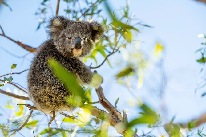 Port Lincoln and Coffin Bay Day Tour - Why the Tour Offers Good Value