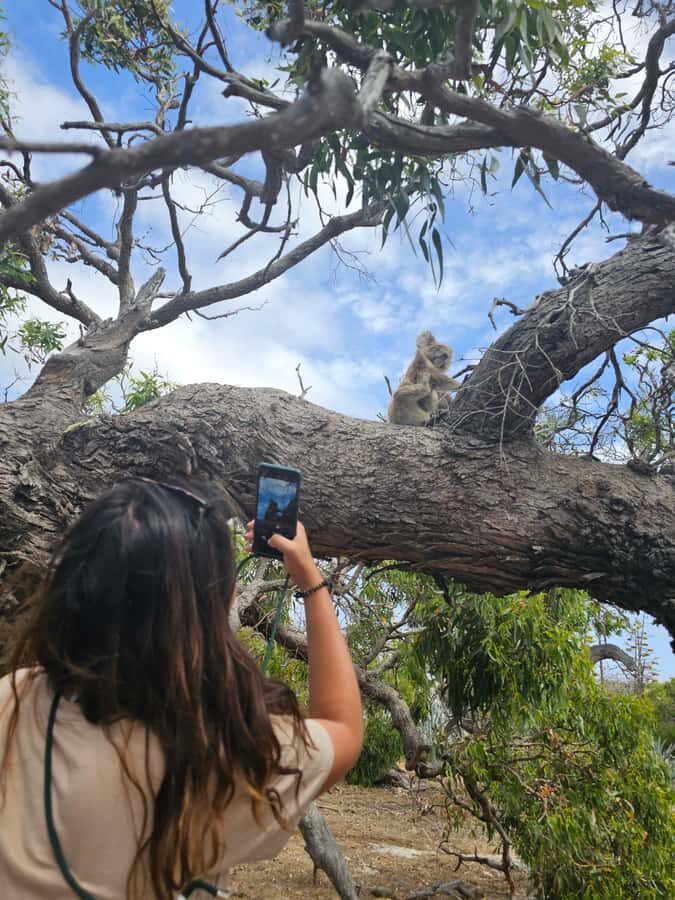 Port Lincoln Mikkira Station Wild Koala Safari Tour - What to Expect During the Tour