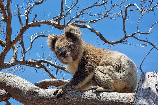 Port Lincoln Mikkira Station Wild Koala Safari Tour - What to Expect at Mikkira Station