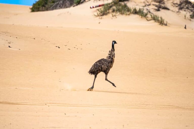 Port Lincoln: Wildlife and Sightseeing Full-Day 4WD Tour - Discovering the Itinerary