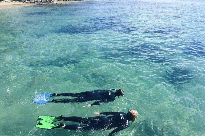 Port Phillip Bay Snorkeling with Sea Dragons - The Itinerary: What You Can Expect