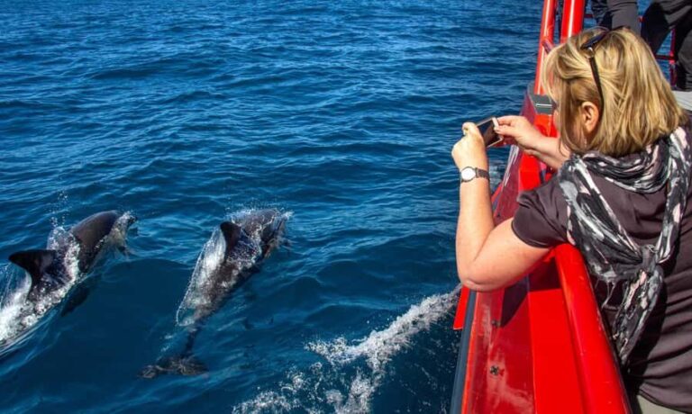 Port Stephens: 1hr Dolphin Watch Express - What Makes This Experience Stand Out?