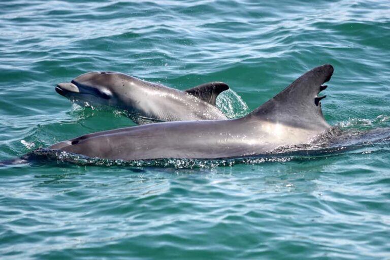 Port Stephens: Dolphin, Lunch, Koalas&Sandboarding(Japanese) - Practical Details and Value