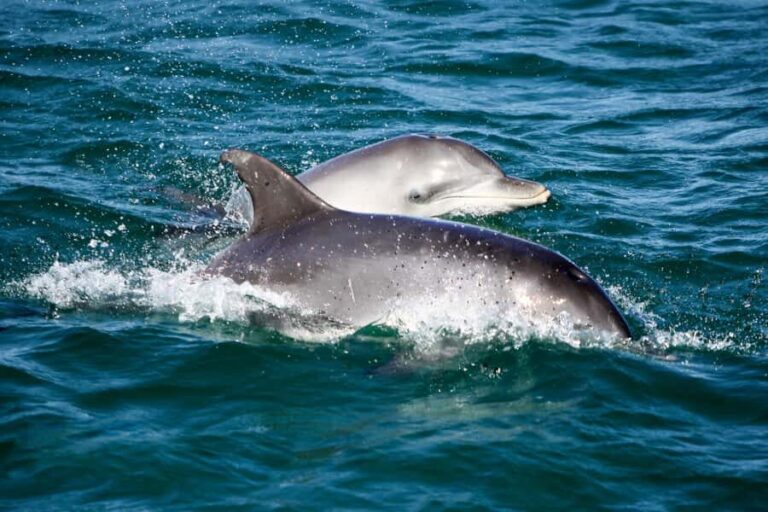 Port Stephens: Dolphin Watch Cruise with Swimming and Slides - Authentic Experiences from Guest Reviews