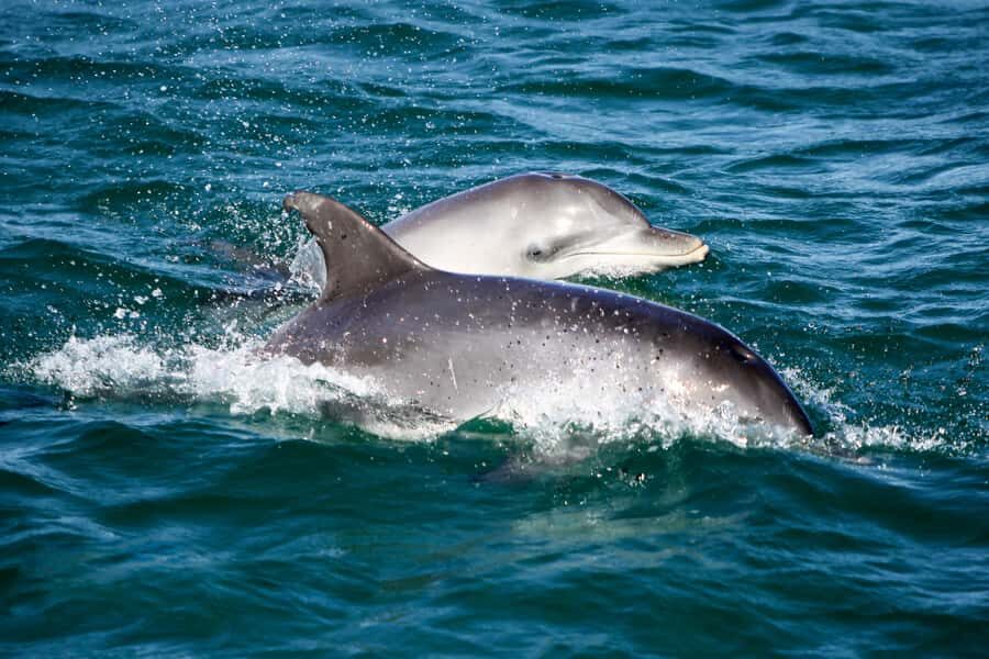 Port Stephens: Dolphin Watch Cruise with Swimming and Slides - Authentic Experiences from Guest Reviews