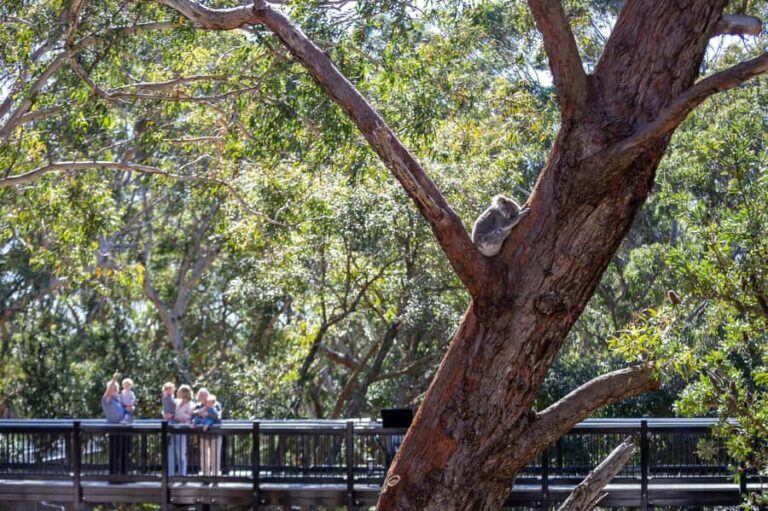 Port Stephens: Koala Sanctuary General Admission Ticket - The Koala Experience: Up Close and Personal