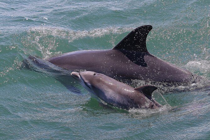 Port Stephens: Splash 'n' Slide Dolphin Cruise - The Sum Up: Is It Worth It?