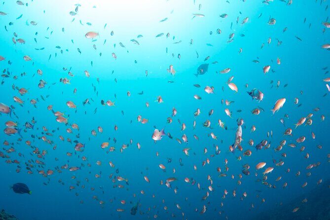 Premier Dive Spots Experience in Kushimoto - Who Will Love This Experience?