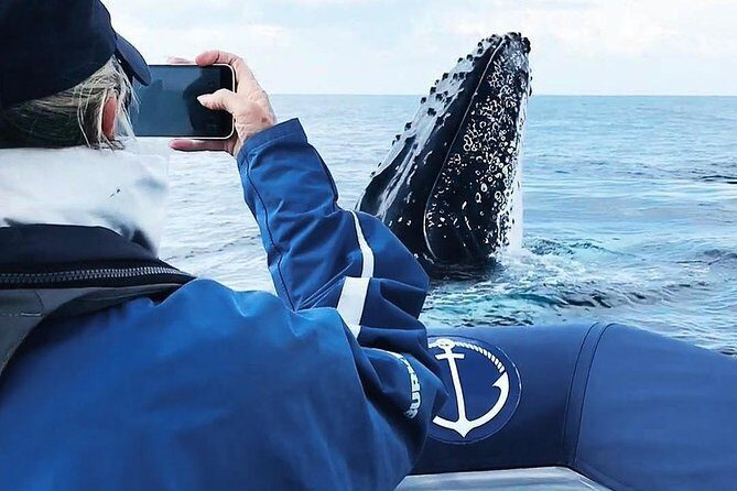 Premier Whale Watching Byron Bay - Authentic Encounters: What Past Travelers Say