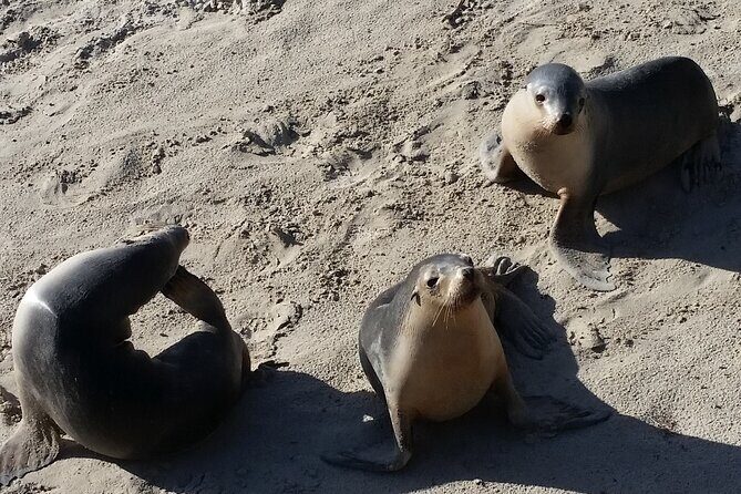 Premium 2 Day Kangaroo Island Minibus Tour from Adelaide - What Makes This Tour Stand Out