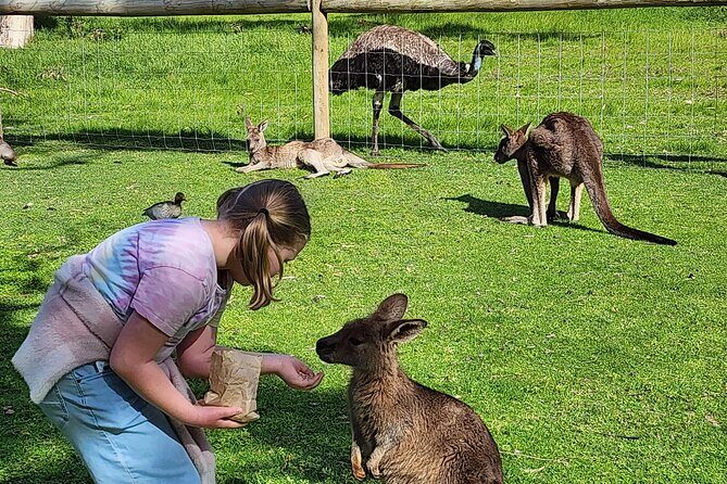Premium Adelaide Hills Cleland Wildlife and Hahndorf Minibus Tour - The Value of This Tour