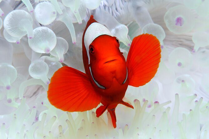 Premium Guided Dive Trip - Outer Great Barrier Reef - Considerations for Potential Travelers