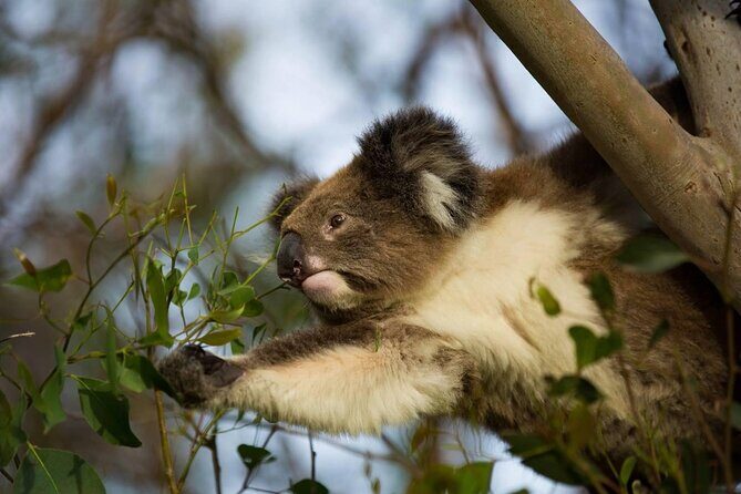 Premium Small Group Great Ocean Road & Wildlife with Lunch - Transportation and Group Size