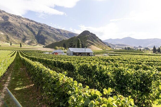 Premium Wine Tour Queenstown Tasting at 4 Wineries - What Travelers Say