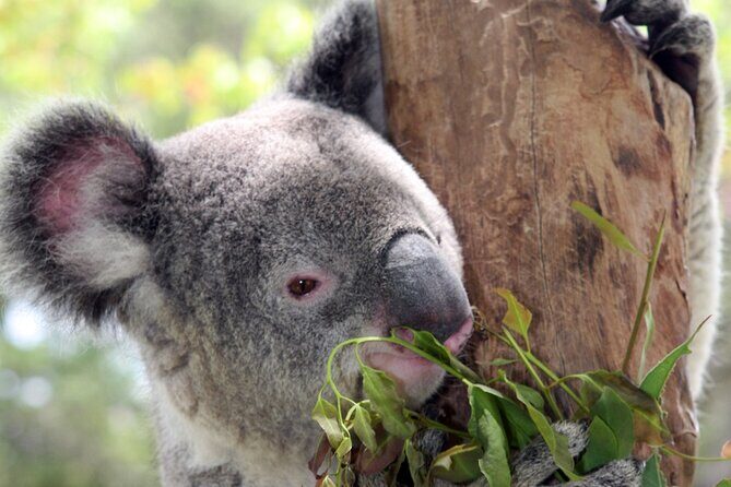 Private 10-hour Tour to Blue Mountains from Sydney - Hotel pick up & drop off - Why This Tour Offers Good Value