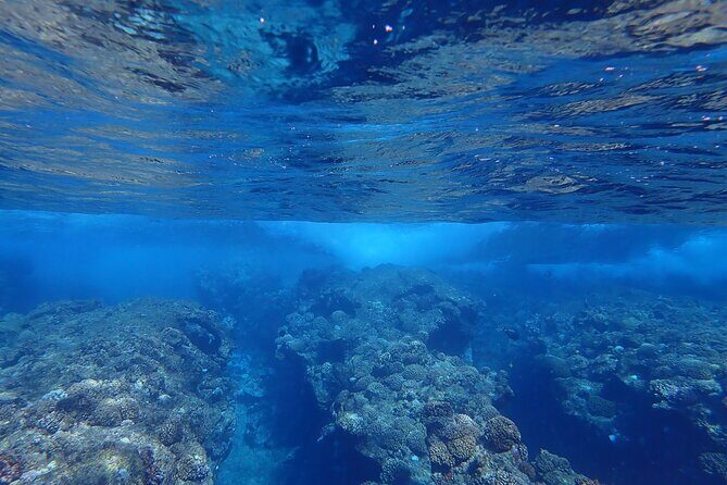 Private 4 Hours Reef Discovery Luxury Private Treasure Hunt in Bora Bora - Who Should Consider This Tour?
