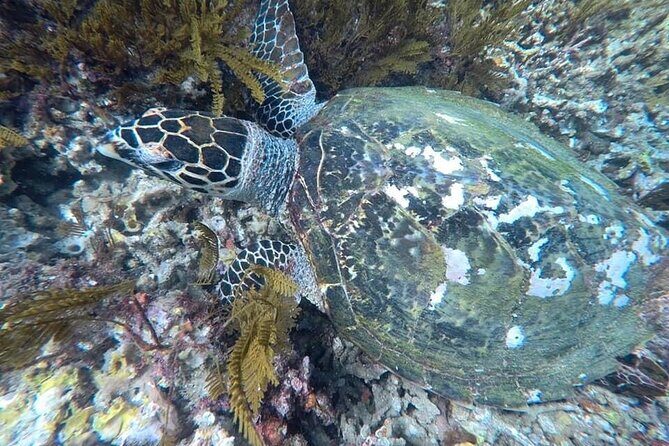 Private Bali Snorkling at blue lagoon - The Value of the Experience