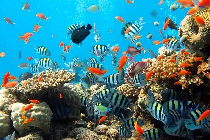 Private Blue Lagoon Snorkeling Lunch All Inclusive - Why This Tour Delivers Value