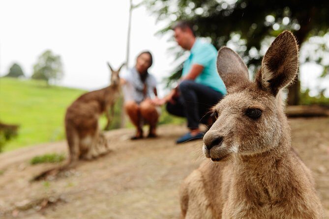 Private Blue Mountains High Country Day Trip from Sydney - Why This Tour Offers Good Value
