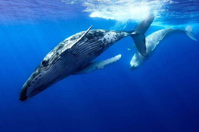 Private boat tour to swim with whales and sharks - What to Expect from the Tour