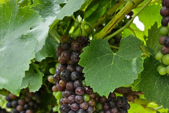 Private Canberra Winery Tour with lunch - Analyzing the Value