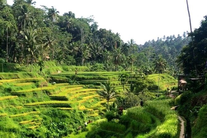 Private Car Charter in Bali with an English speaking Driver - Final Thoughts