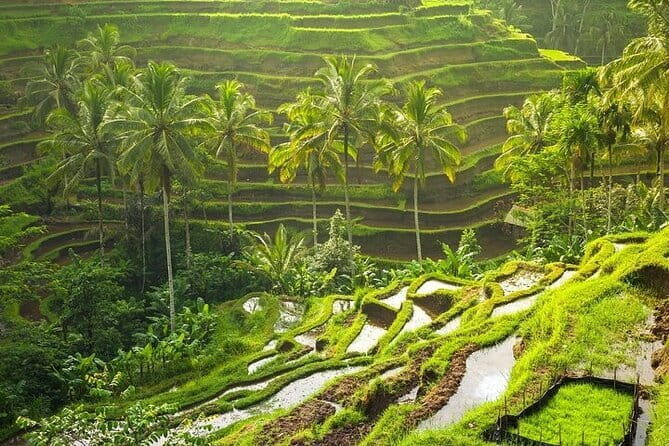 Private car hire in Bali with English speaking driver - The Value of Flexibility and Comfort