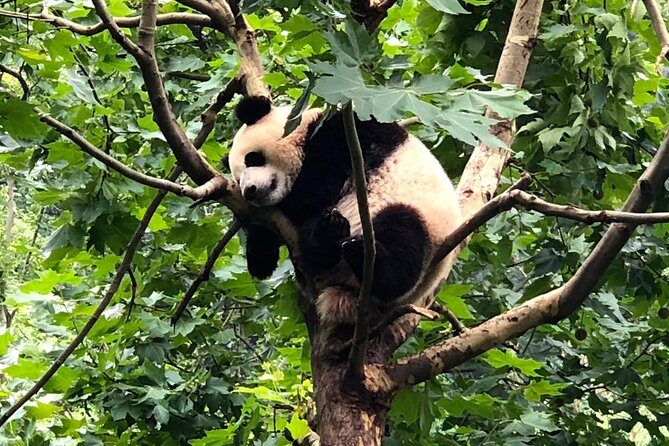 Private Chengdu City Highlight Day Tour - Who Should Consider This Tour?