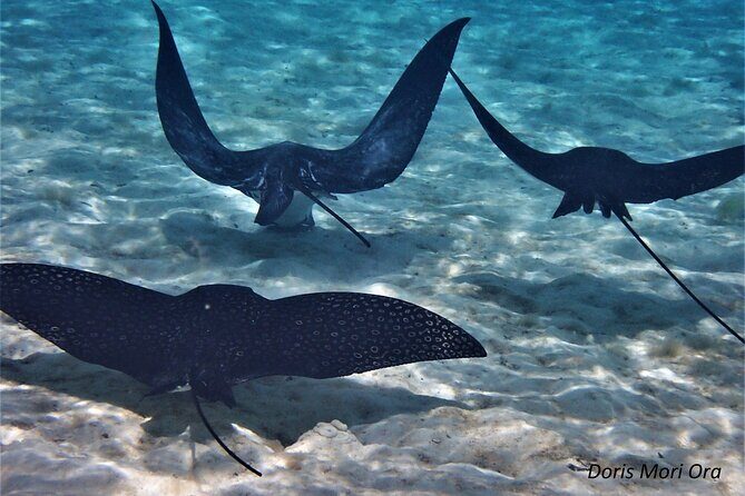 Private excursion Half day Moorea Discovery of the lagoon - Who Should Consider This Tour?