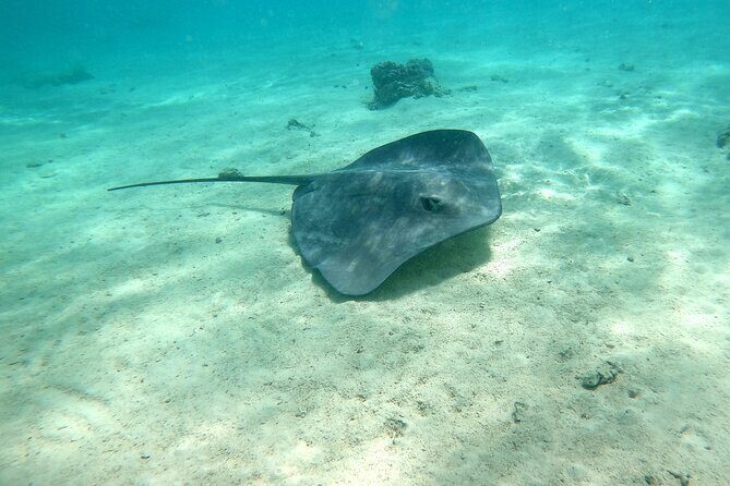 Private Excursion with E-Board in Moorea with snorkeling - The Itinerary in Detail