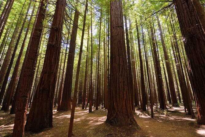 Private Full-Day Rotorua Tour from Auckland - Exploring Rotorua’s Cultural Heart: Pikirangi Maori Village and Te Whakarewarewa