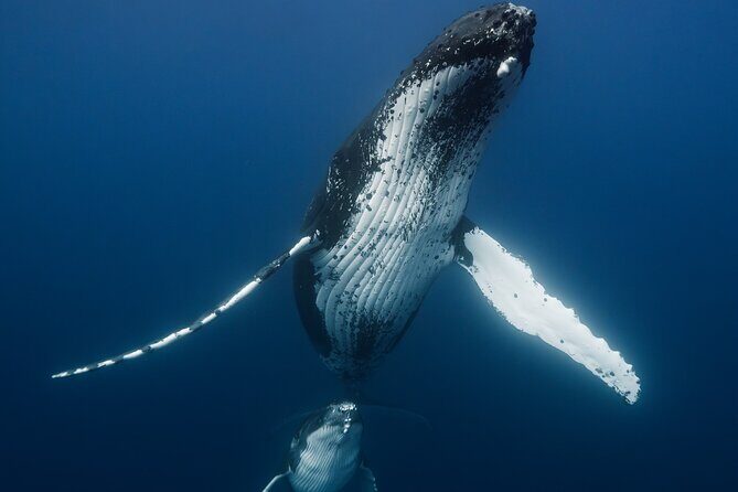 Private full day whale watching tour with lunch - Detailed Breakdown of the Itinerary