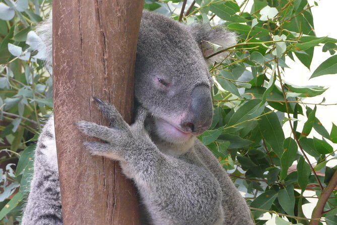 Private Guided Tour from Sydney to Blue Mountains National Park - What Makes It Special?