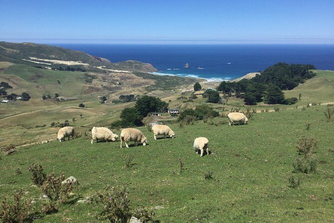Private Guided Tour of Dunedin City Heritage and Unique Wildlife and Scenery - What Makes This Tour Valuable?