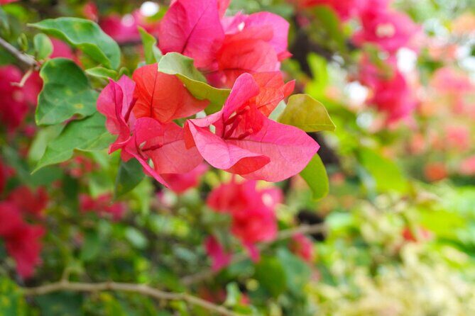Private Half-Day Papeete City & East Coast Nature - What Travelers Say