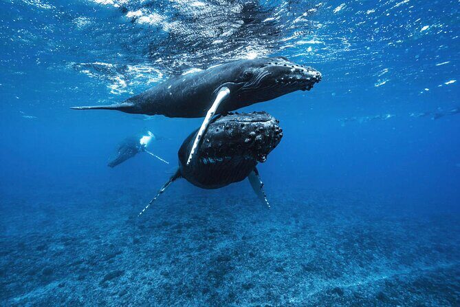 Private Half Day Whale Watching Tour - Final Thoughts