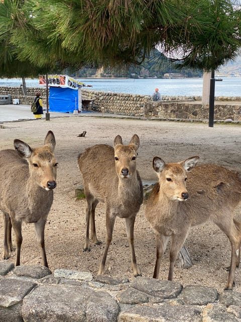 Private Hiroshima and Miyajima Tour with Licensed Guide - The Value in What You Receive