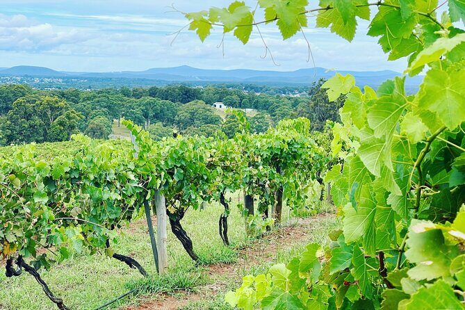 Private Hunter Valley Wine Tasting Tour from Sydney - Authentic Experiences and Positive Feedback