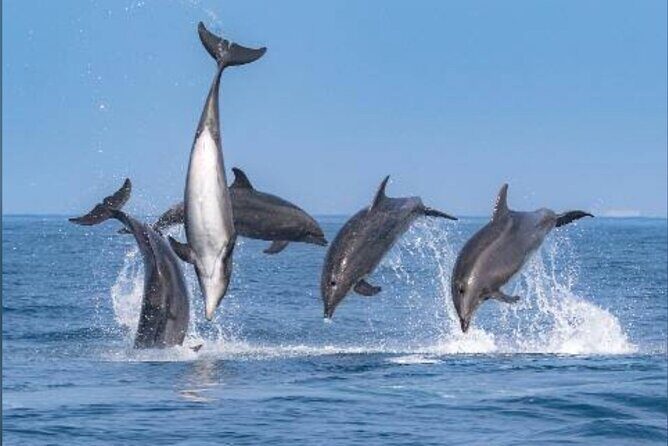 Private Kaikoura Whale Watching Day Trip From Christchurch - Breaking Down the Itinerary: What to Expect