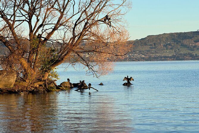 Private Lake Taupo Tour - Auckland Tour House - Transportation and Timing