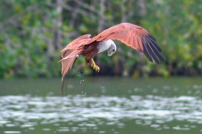 Private Langkawi Mangrove Forest Boat Tour Tg Rhu with Lunch - Why You’ll Love This Tour