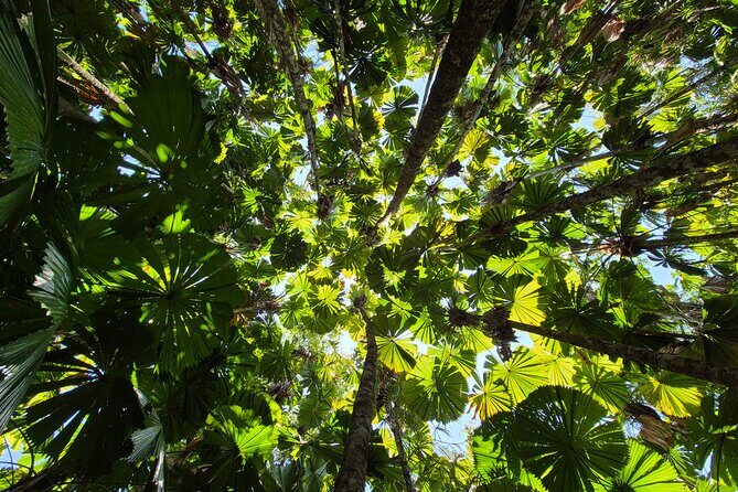 Private Luxury Daintree Dream Tour All Inclusive - What Travelers Love