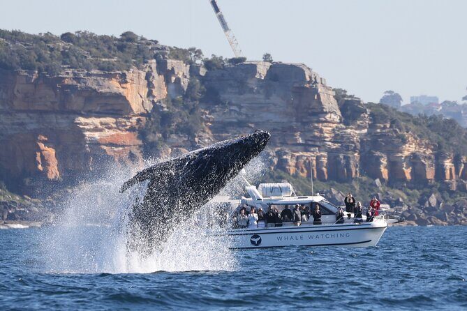 Private Luxury Intimate Whale Watching - What’s Included and What to Prepare For