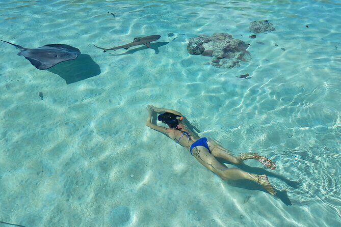 Private Marine Excursion and snorkeling in the lagoon of Moorea - An In-Depth Look at the Moorea Private Marine Tour