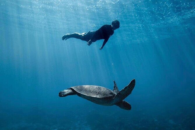 Private Marine Wildlife Adventure with Underwater Photography - Authentic Feedback from Past Participants